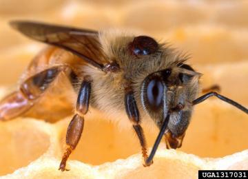 Bees with Mites: Do not live as long as healthy bees. Are vulnerable to many, many damaging viruses. Are more vulnerable to Nosema disease.
