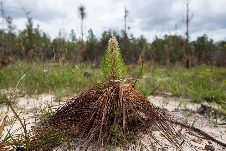 Florida Forest Planting Source: Jarek Nowak, FDACS-Florida Forest Service Over 450