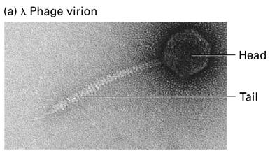 6.3 Bacterial viruses commonly used in biochemical and genetic research T phages of E.