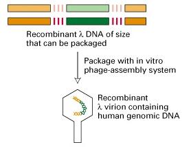 7.2 Nearly complete genomic libraries of higher