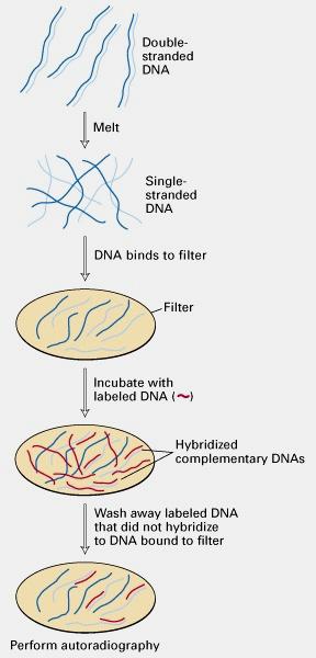 7.3 Identifying, analyzing, and sequencing cloned DNA The most common approach to identifying a specific clone involves screening a library by hybridization with labeled (radioactively) DNA or RNA