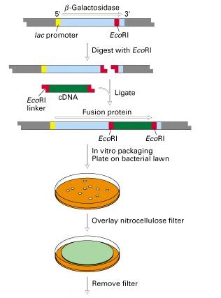 Probes may be Synthetic poly-nucleotide mrna (or