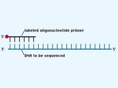 7.3 DNA sequencing: the Sanger method Four separate