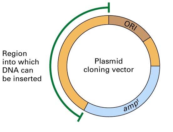 7.1 DNA cloning with plasmid vectors Recombinant DNA technology depends on the ability to produce large numbers of identical DNA molecules (clones) DNA fragment of interest is inserted into a vector