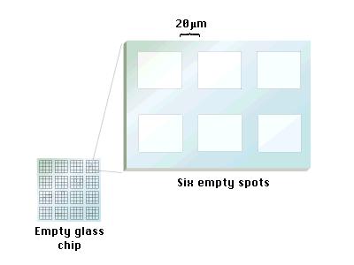 7.8 DNA microarrays: analyzing genome-wide expression DNA microarrays consist of thousands of individual gene sequences bound to closely spaced regions on the surface of a glass microscope slide DNA