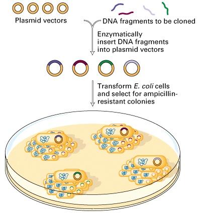 7.1 Plasmid cloning permits isolation of DNA fragments from complex mixtures