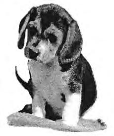 9 Several structures are labeled in the diagram of a puppy shown below. 12 The diagram below represents a technique used in some molecular biology laboratories.