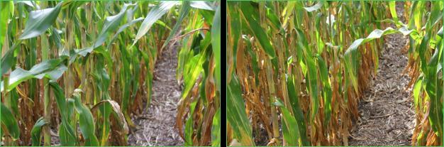 the lower plant canopy compared to the no fungicide treatment