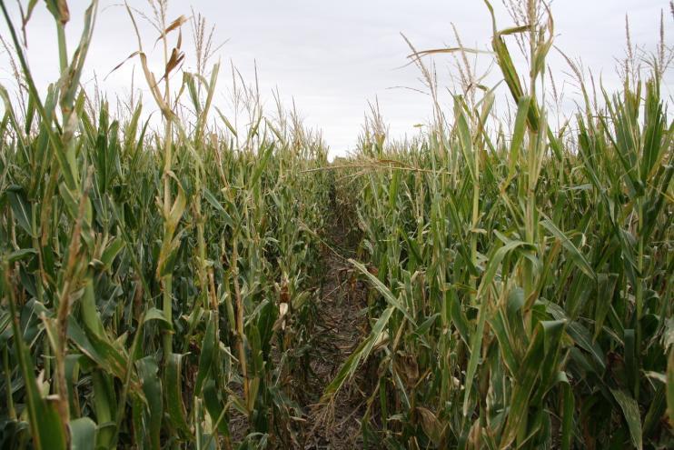 THE VALUE OF A FUNGICIDE APPLICATION ON CORN AFTER A HAIL EVENT TRIAL OVERVIEW Hail during the corn-growing season is a common occurrence on the Great Plains.
