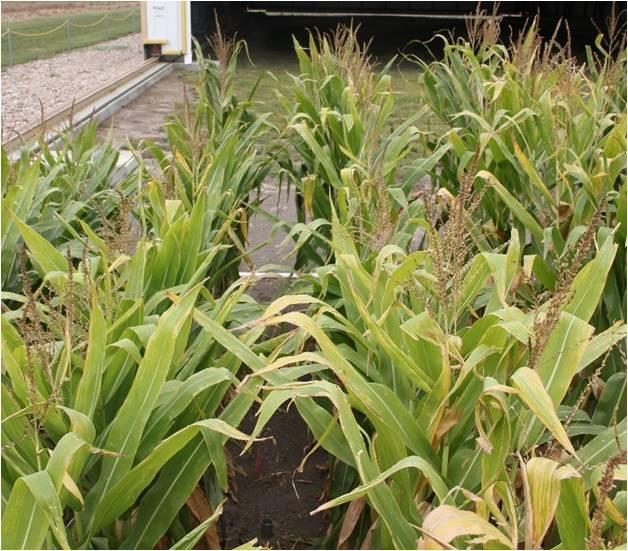 Producers can have confidence in their corn product choice even when rainfall conditions are better than expected.