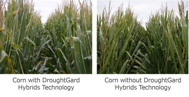 There was no significant corn product by irrigation treatment interaction with or without DroughtGard Hybrids Technology (Figures 2 and 3).