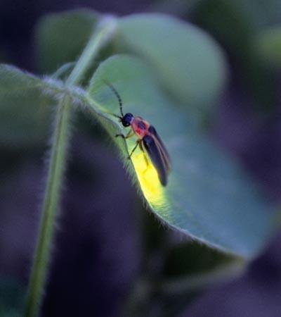 Fun With Fireflies There is an enzyme that makes fireflies glow called Luciferase Could we take