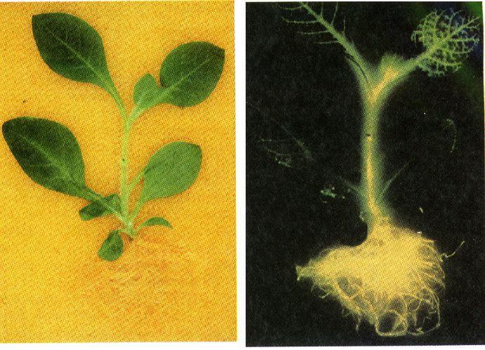 Glowing Tobacco Plant Put luciferase gene in a