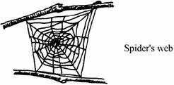 9 Spiders produce a protein thread which is extremely strong compared to man-made fibres of the same