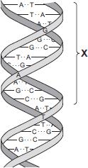2 The diagram shows part of a DNA molecule. (a) (i) In which part of an animal cell is DNA found? () (ii) Complete the following sentence.