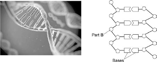 3 Figure shows an image of a small section of DNA. Figure 2 shows the structure of a small section of DNA. Figure Figure 2 (a) What is Part B?