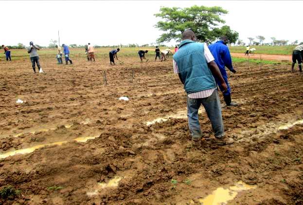 Farmer with family (left) participate in planting CA trial in Monze