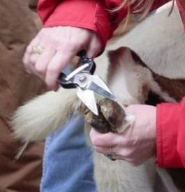 Sheep & Goat Integrated Resource Management Fall Breeding: Put marking harness on Bucks and rams.