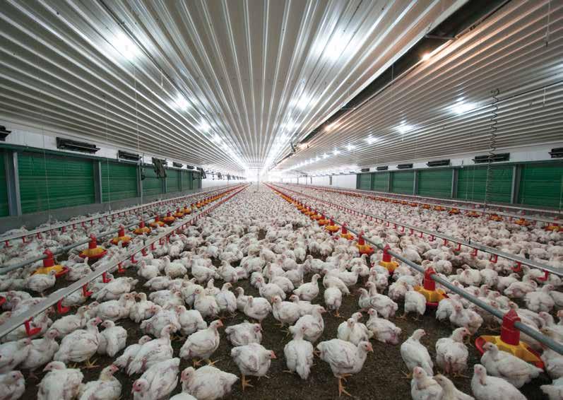 Solutions for BROILERS Global Presence