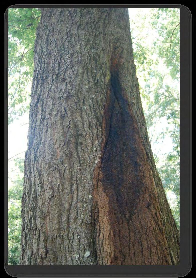 Wetwood/Slime Flux Foul smelling and unsightly seepage of sap from the trunk of shade trees Bacterial disease causing discolored or wet wood; bacteria enters through root or trunk wounds Gas is