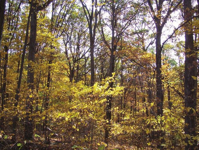 Golden leaves reveal an abundance of young sugar maple in the understory of this oak stand. Photo by Stephen R.