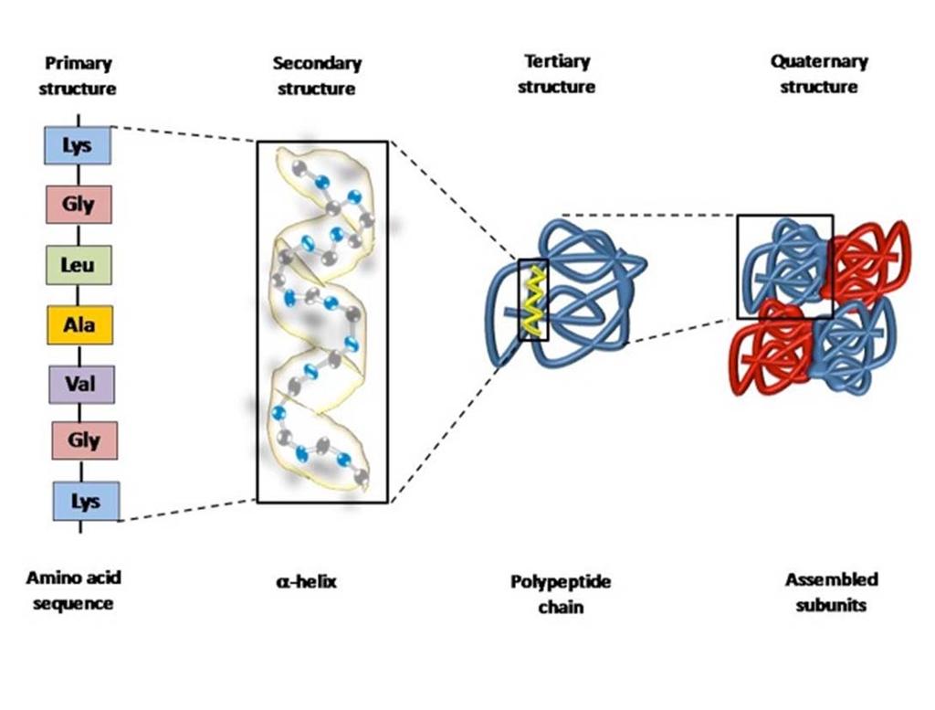 Levels of protein structure representation Primary structure