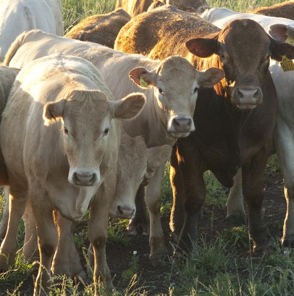 INTRODUCTION Cattle and calves are the number one cash agricultural commodity in Texas ($10.