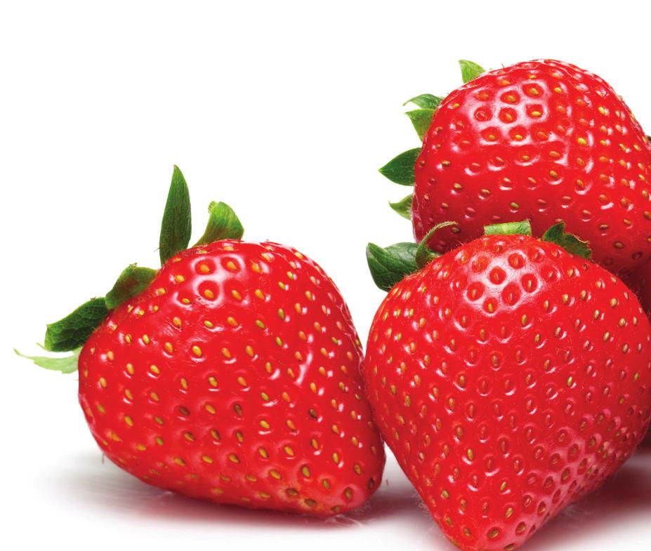 Rapid removal of field heat is crucial for the shelf life of strawberries.