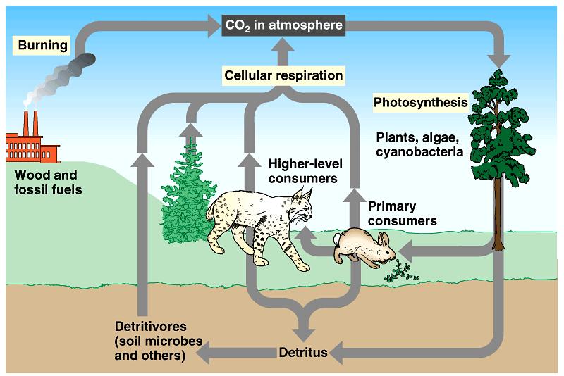 The carbon cycle fits the generalized scheme of