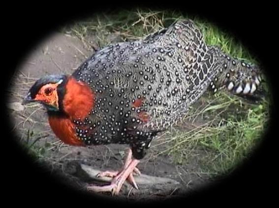 Jajurana means king of birds. It belongs to order Galliforme and family Phasianidae. It is state bird of Himachal Pradesh and its captive breeding center is located in Sarahan of Himachal Pradesh.