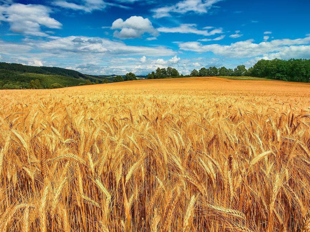 Investment Potential of the Agricultural Logistics in Ukraine