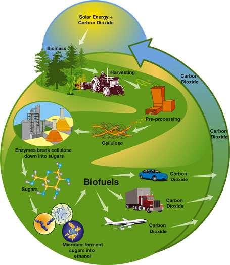 Biomass organic matter is burned to release Energy RENEWABLE RESOURCE Burning wood; captured methane;