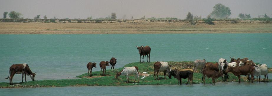 Livestock and water Direct water use is small Indirect water use and impact on water cycles is huge: Water