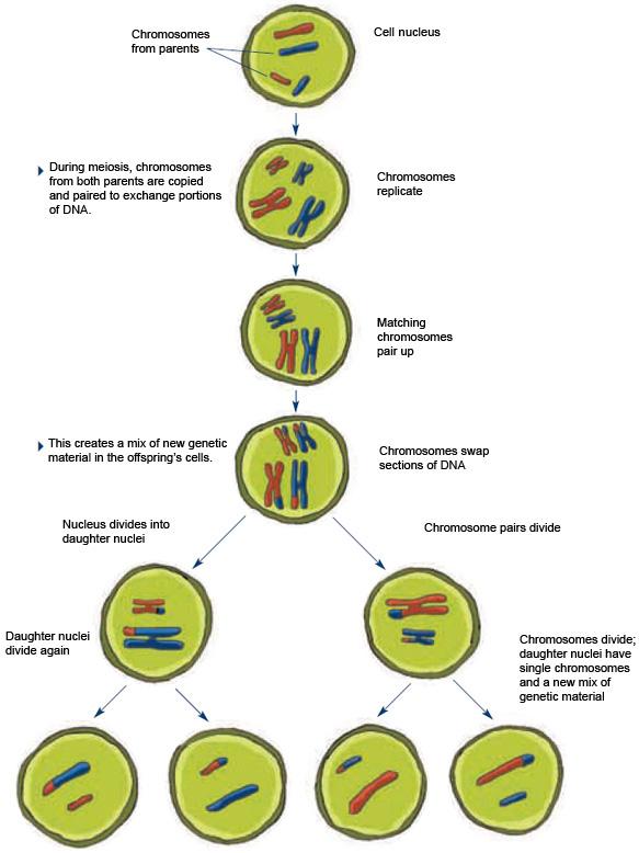 autodna testing In order to understand what happens with autodna testing you have to understand o Recombination o Meiosis & o Endogamy 37 MEIOSIS A type of cell division Occurs during germ production