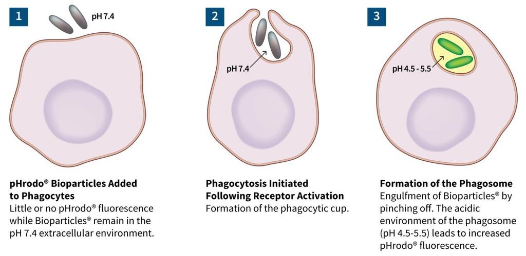 Phagocytosis & IncuCyte phrodo Bioparticles Fluo