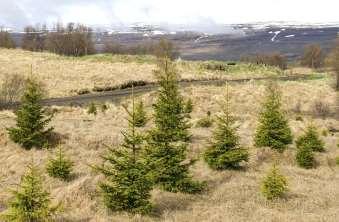 Raw Material When first settlements were established to Iceland in AD 874, all lowland areas were covered by trees.