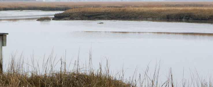 Salt marshes in Massachusetts, United States CI/photo by Sarah Hoyt 5.