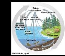 intake of CO 2 during photosynthesis.