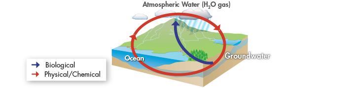 The Water Cycle Water molecules typically enter the atmosphere as water vapor when they evaporate from the ocean or other