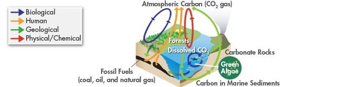 The Carbon Cycle Important questions remain about the carbon cycle.