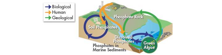 The Phosphorus Cycle Other phosphate washes into rivers and streams, where it dissolves.