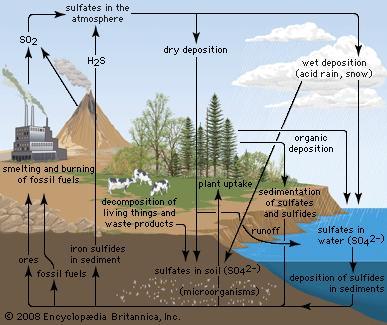 Sulfur Cycle Sulfur is a common element and S compounds are found in rocks, soil and fossil fuels (esp.
