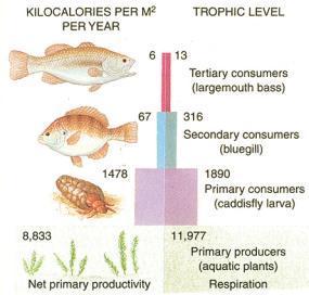 Trophic Levels A trophic level is each step in a food chain or food web. Producers make up the 1st trophic level.