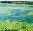 When an aquatic system receives a LARGE AMOUNT of a limiting factor - runoff from a heavily fertilized field - an immediate increase in the amount of algae and other producers occurs
