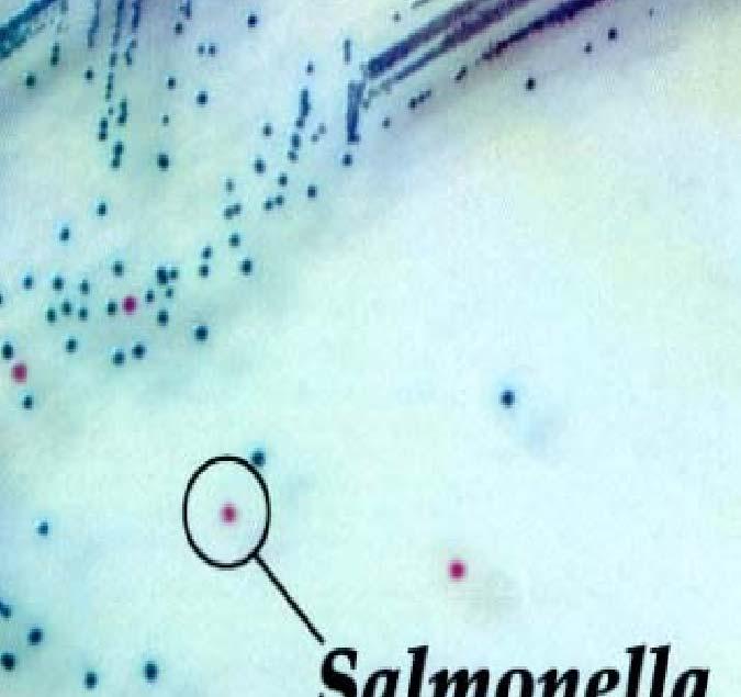 Identification of Salmonella Sub cultures are done after overnight incubation at 37 0 c,and