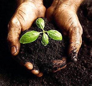 Conservation of Soil They prevent soil erosion by binding the soil particles tightly in