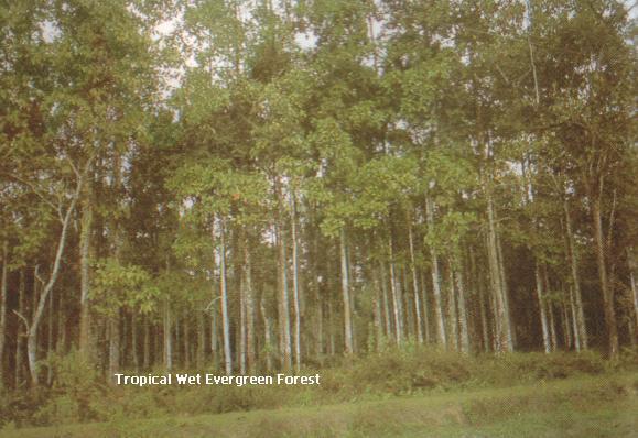 Types of Forests in India 1) Moist