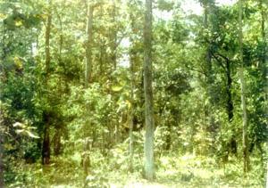 Tropical semi evergreen: Lower hills