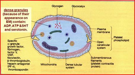 Blood Platelets formed from the cytoplasm of bone marrow megakaryocytes.