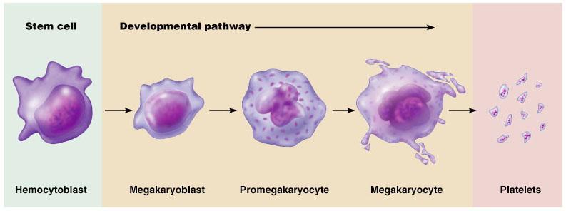 Genesis of Platelets The stem cell for platelets is the hemocytoblast The sequential developmental pathway is